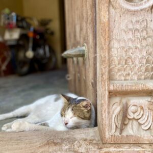A cat in Zanzibar