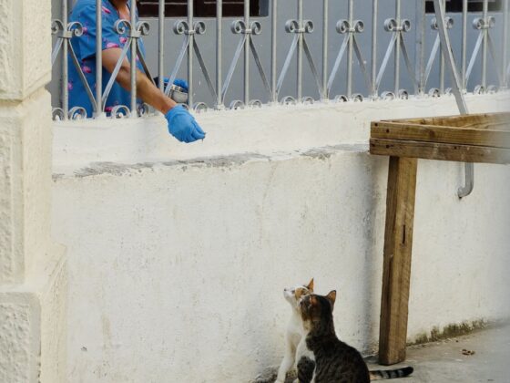 Slowly trying to catch street cats in Stone Town, Zanzibar