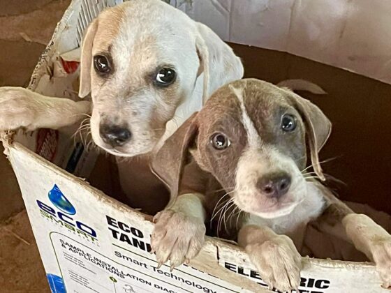 2 puppies in a box in Belize