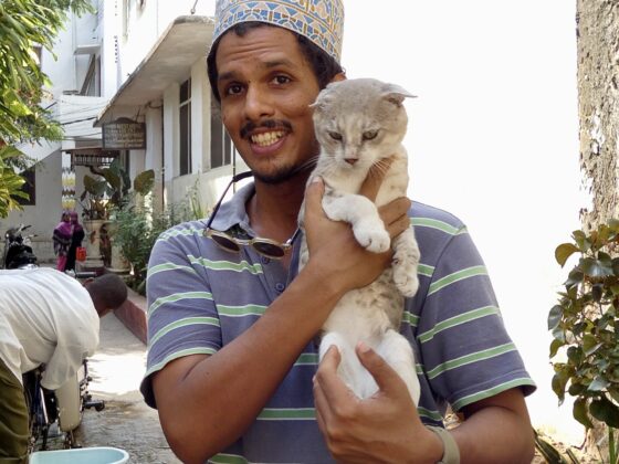 One of the cat guardians of Stone Town, Zanzibar