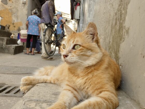 A street cat in Stone Town, Zanzibar