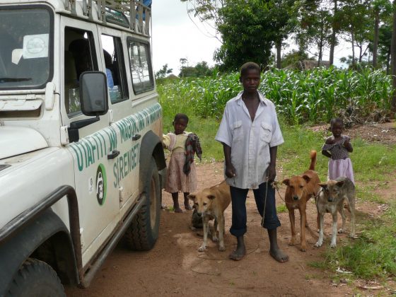 Vaccination des chiens en Tanzanie