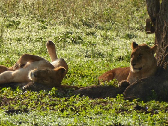 Lionnes safari FAVI Tanzanie