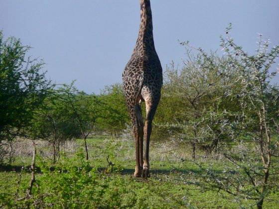 Girafe safari FAVI Tanzanie