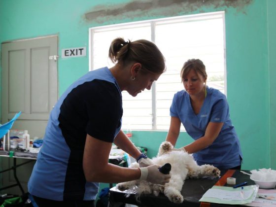 Des techniciennes bénévoles préparent un animal pour sa chirurgie