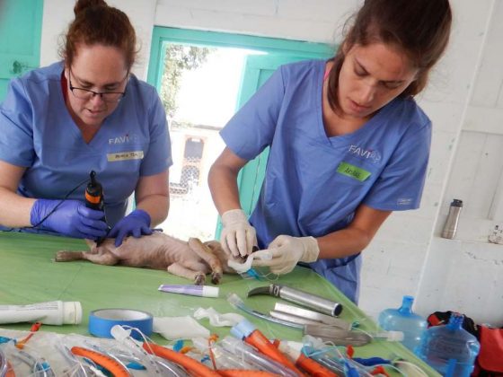 Préparation d'un tout petit patient à la clinique de la FAVI à Sarteneja, Belize