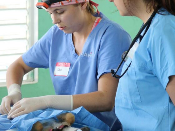 Étudiantes en médecine vétérinaire au Belize