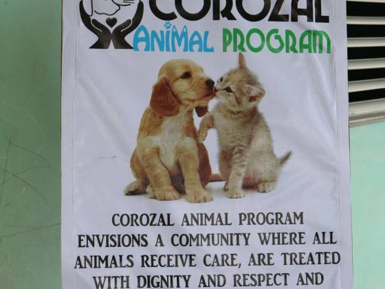 Merci à Corozal Animal Program!
