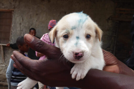 Un marquage temporaire est appliqué sur le front et le museau des chiens qui ont reçu le vaccin contre la rage.