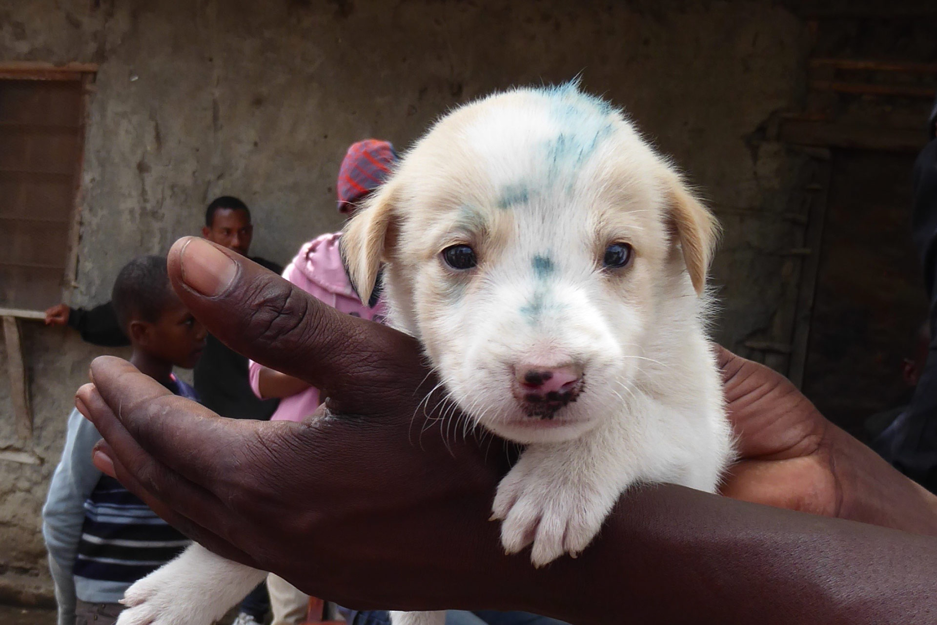 Parrainez un chien de la rue - Fondation Aide Vétérinaire Internationale