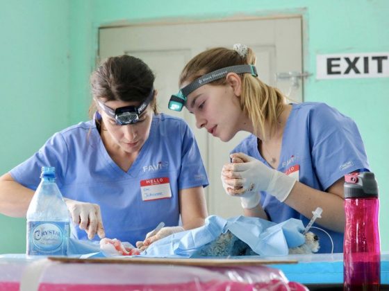 Apprentissage à la clinique de la FAVI au Belize