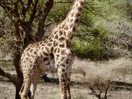 Girafe Massai en Tanzanie