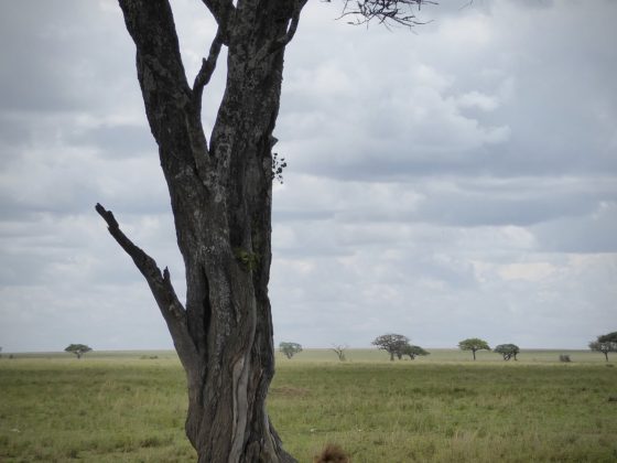 Des lions dans le parc national du Serengeti en Tanzanie