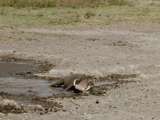 Un phacochère relaxe dans son bain de boue