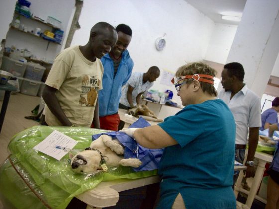 Des vétérinaires tanzaniens observent Dre Gagné en chirurgie à la Zebra House