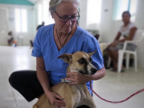 Vétérinaire bénévole pour la FAVI au Belize