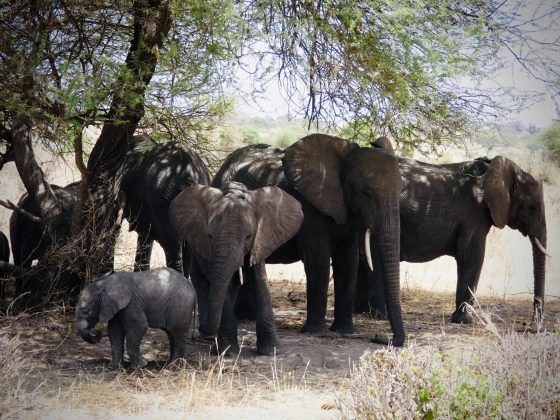 Safari FAVI; éléphants dans le parc Tarangire en Tanzanie