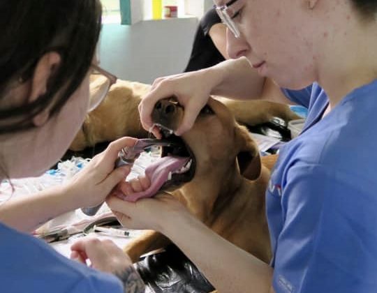 Intubation d'un chien à la clinique de stérilisation au Belize