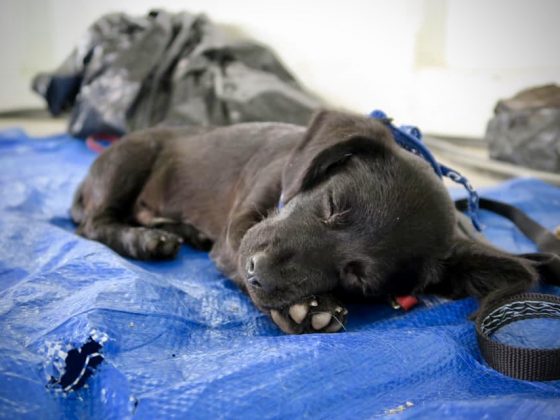 Un chien dans la zone de réveil à la clinique de stérilisation de la FAVI au Belize