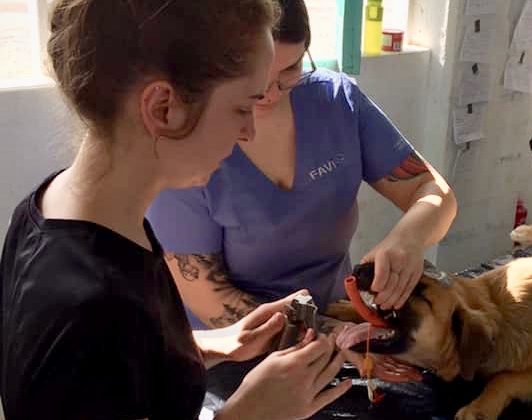 Techniciennes en santé animale anesthésient un chien à la clinique FAVI au Belize