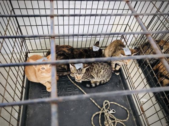 Des chats à la clinique de stérilisation FAVI au Belize