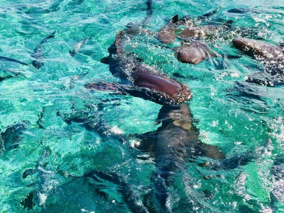 Nager avec les requins nourriciers, projet FAVI Belize