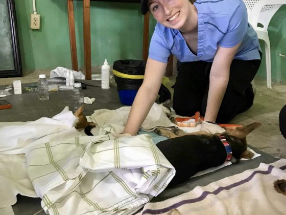 Technicienne en santé animale veille sur un animal à la clinique FAVI au Belize