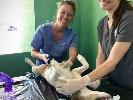 Techniciennes en santé animale à la clinique de stérilisation FAVI au Belize, préparation chirurgicale