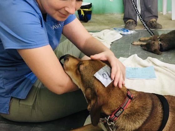 Une bénévole FAVI réconforte un chien au réveil à la clinique au Belize