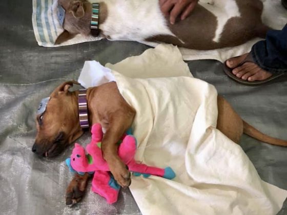 Un chien dans la zone de réveil à la clinique de stérilisation de la FAVI au Belize