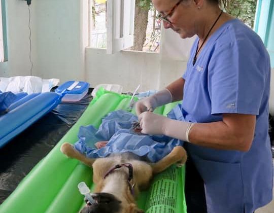 Stérilisation d'une chienne au Belize clinique FAVI
