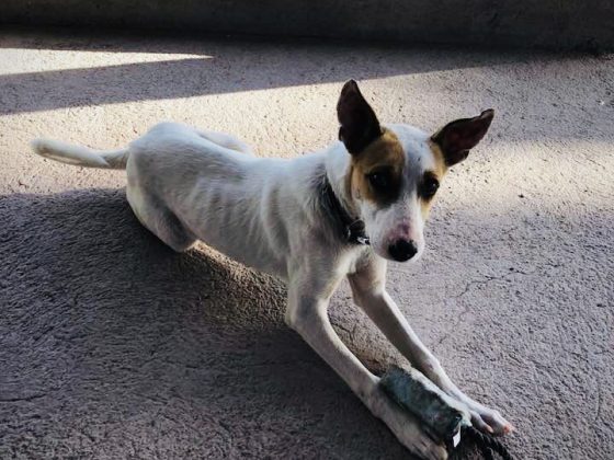 Pensionnaire canin au refuge Animalandia à Loreto, Baja California Sur