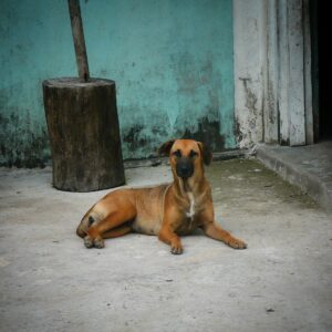 Magnifique chienne qui relaxe à Sarteneja, Belize