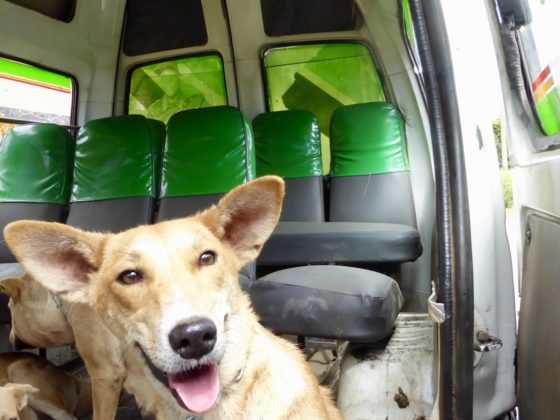 Un chien de la rue à son arrivée à la clinique de la FAVI en Tanzanie