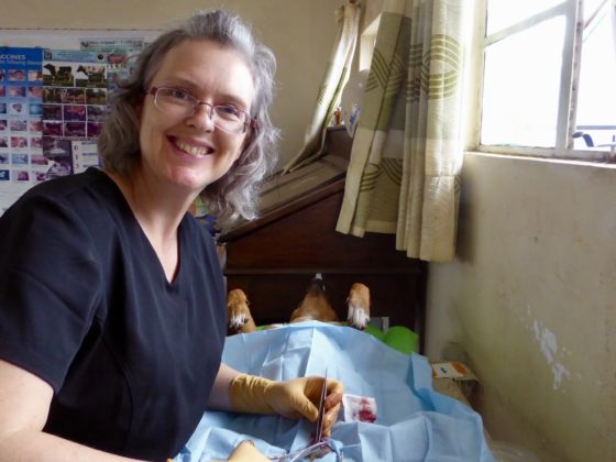 Vétérinaire bénévole pour la FAVI en Tanzanie