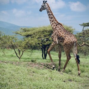 Safari FAVI. Girafe en Tanzanie.
