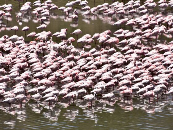 Magnifiques flamands roses dans le cratère du Ngorongoro
