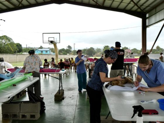 Clinique vétérinaire FAVI-CAWS à San Ignacio, Belize