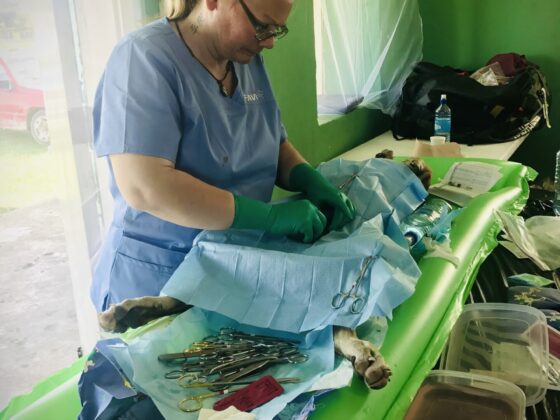 Chirurgie à la clinique vétérinaire FAVI à San Joaquin, Belize