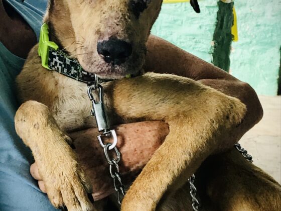 Un chien avec des problèmes de peau traité à la clinique de la FAVI au Belize