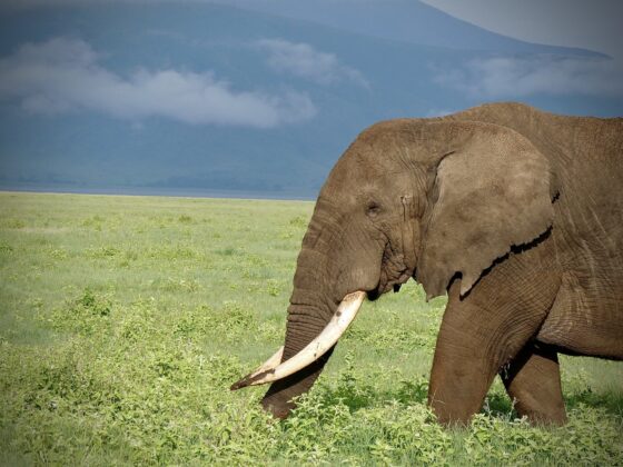 Éléphant dans le cratère Ngorongoro, safari FAVI