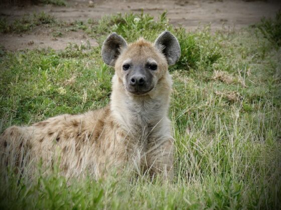 Hyène dans le cratère Ngorongoro, safari FAVI