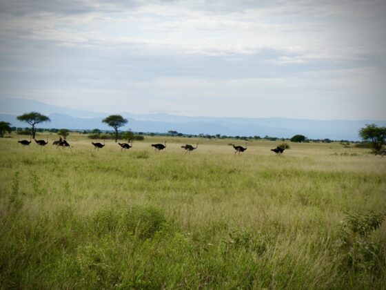 Autruches dans le Serengeti, safari FAVI Tanzanie