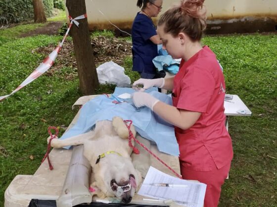 Jade, étudiante en médecine vétérinaire, opère un chien en Tanzanie