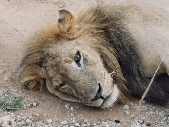 Lion dans le parc Tarangire, safari FAVI Tanzanie