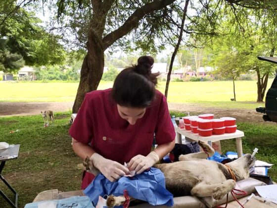 Pauline, étudiante en médecine vétérinaire, opère un chien en Tanzanie