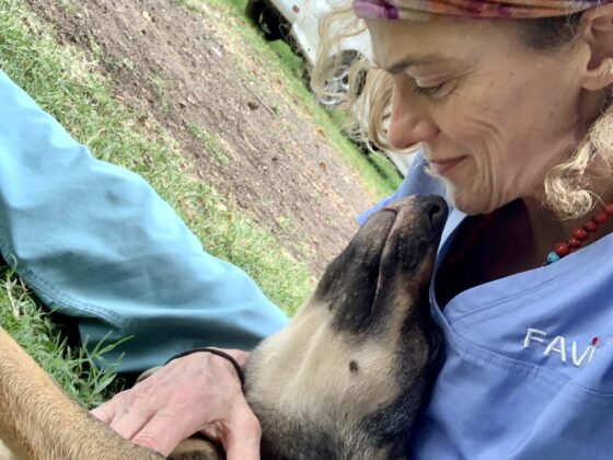 Dre Laura vétérinaire bénévole pour la FAVI en Tanzanie