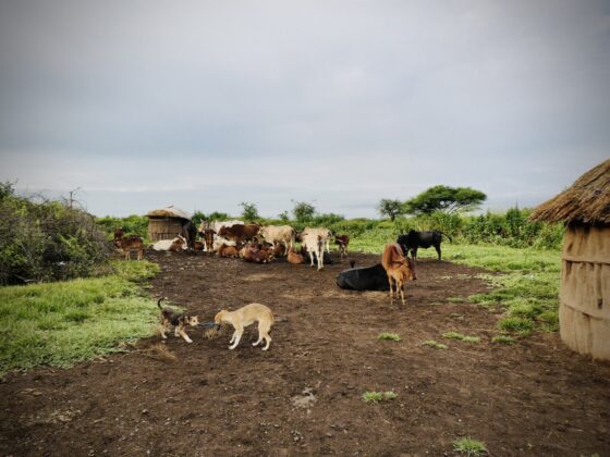 Boma massaï en Tanzanie, safari FAVI