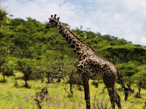 Girafe dans l'aire de conservation Ngorongoro en Tanzanie, safari FAVI