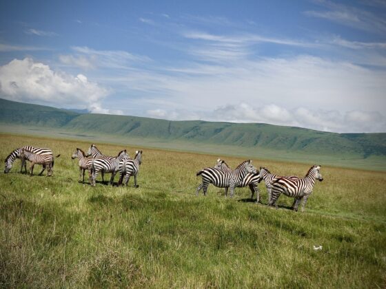 Zèbres dans le cratère Ngorongoro safari FAVI Tanzanie